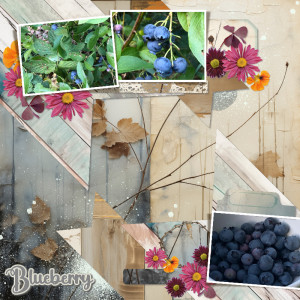 Blueberries