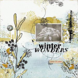 Winter Wonders