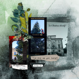 231123_tree