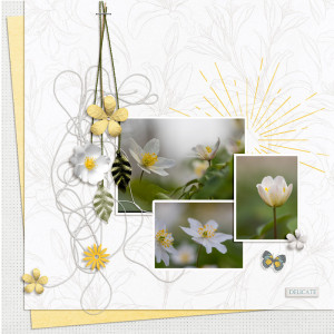 Delicate