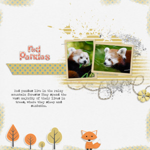 Red Pandas