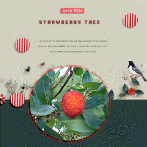 Strawberry Tree