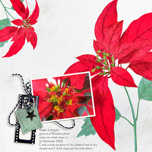Poinsettia Close Up