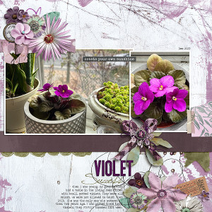 Violet-Success