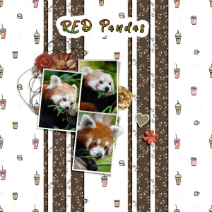 Red Pandas