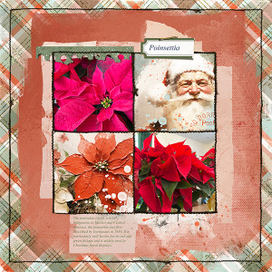 Poinsettia