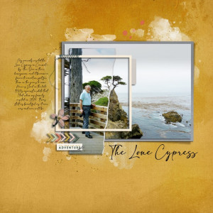 Lone Cyprus Tree