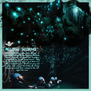 MOC-D4 Glow Worms