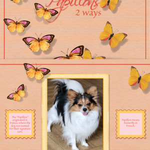January-8---12-of-One-Thing---Papillons---2-Ways