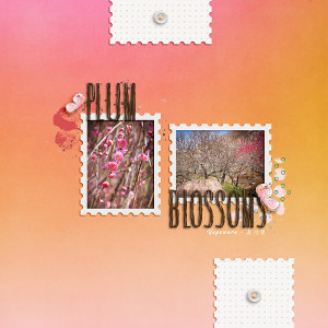 Plum Blossoms