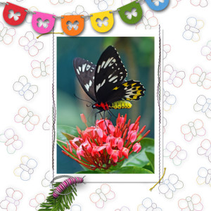 Butterflies