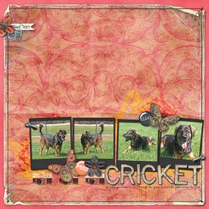 Cricket
