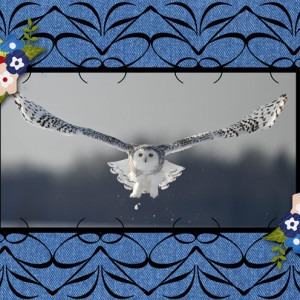 Snowy-Owl