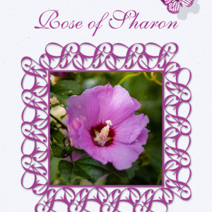 January-26---Repeating,-Transforming,-and-Connecting-Shapes---Rose-of-Sharon