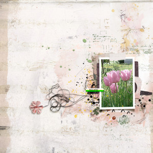 Tulipes