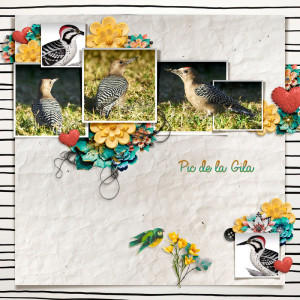 Gila woodpecker