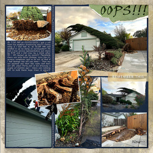 2024-The-end-of-the-cypress-trees-v2