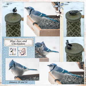 2024-Birds02-lgrieveson_lotsofpkts-collaged-9