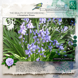 Blooms and Flowers