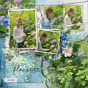 Blue Hydrangeas