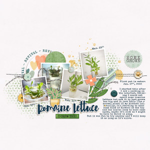 Romaine Lettuce