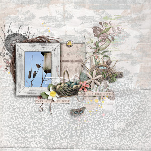 Look for bird  nests
