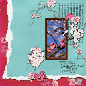 Cherry Blossoms
