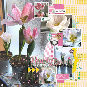 My Tulips