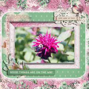 Bumblebee On Bee Balm