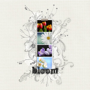 LOD-24_day38_CD_Bloom