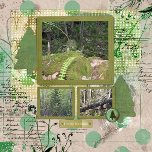 Forest Bathing