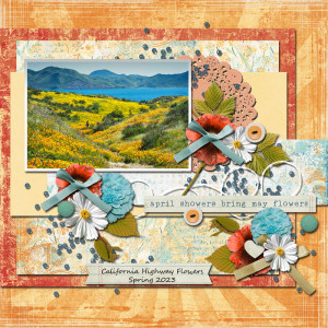 california poppies