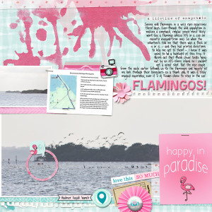 finding flamingos