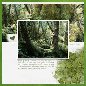 Rainforest in Tasmania