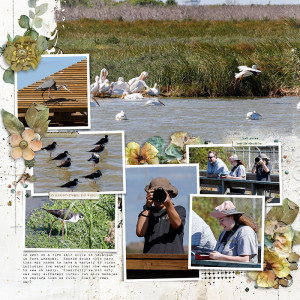 Port Aransas Birding Left