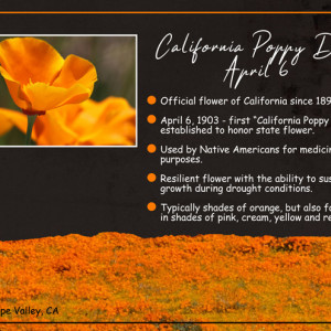 California-Poppy-Day