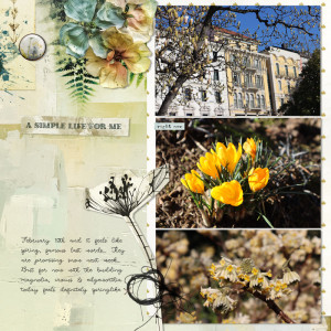 240219_flowers