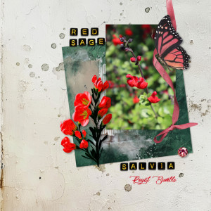 240413_salvia