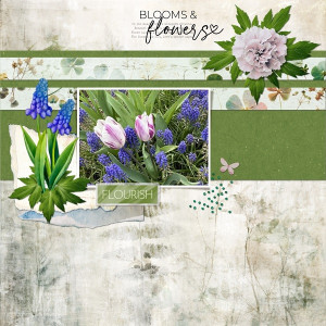 Blooms & Flowers