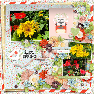 Spring Blooms
