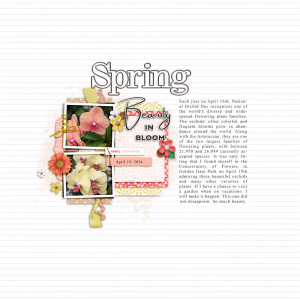 Spring-beauty-in-bloom