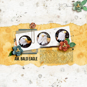 Am. Bald Eagle