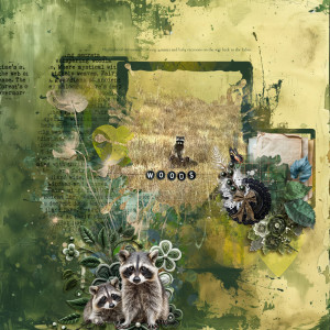 Raccoons