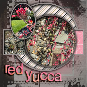 2023-Scraplift-Paper-scrap-Red-Yucca