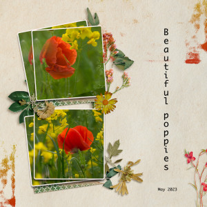 Coquelicots