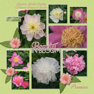 Japanese Garden Peonies