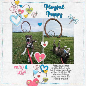 Playful Poppy