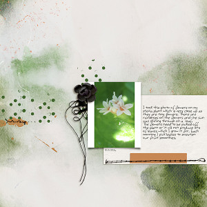Stevia Flower