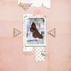 Moth