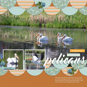 Pelicans